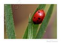 Small Ventures
