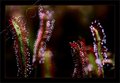 Bokeh Below
