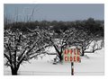 Apple Cider