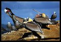 California Brown Pelicans