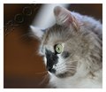 1 Durty Cat