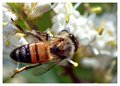 Just a Bee