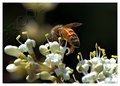Just a Bee