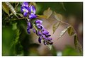 Wisteria & Company