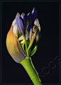 Lily of the Nile Buds