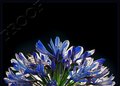 Picadilly or Pic ½ a Lily