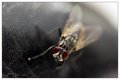 Buzzz