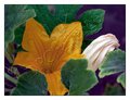 IMG_1693Gourd.jpg