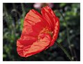 P2068403_Poppy.jpg
