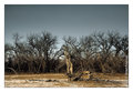 Desolation