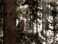 Snow monkey_edit.jpg