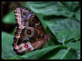 Gift of Nature
