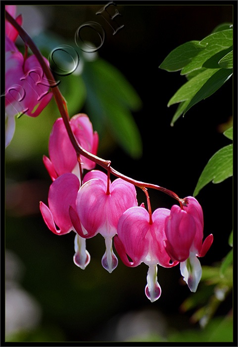 Hearts