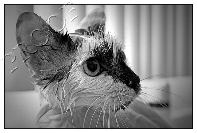 Bath Time