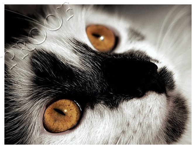 Stare