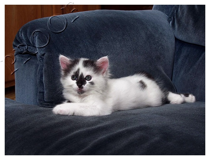 Whos recliner?
