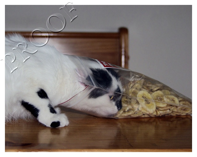 Banana Chip Thief !