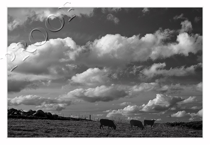 Grazing