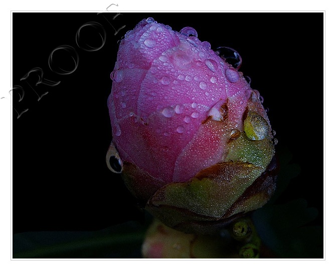 Camelia