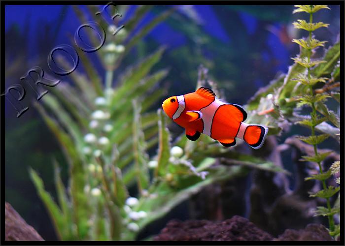 Finding Nemo