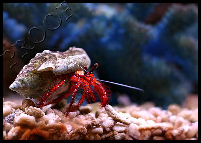 Sebastian