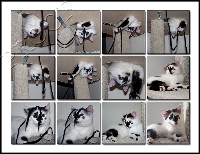 Feline Fun.jpg
