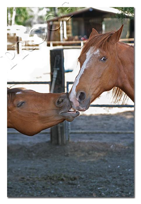 Oh Gimme a Kiss.......