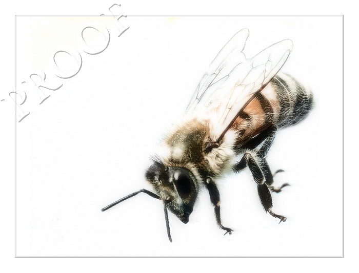 Migrant Worker