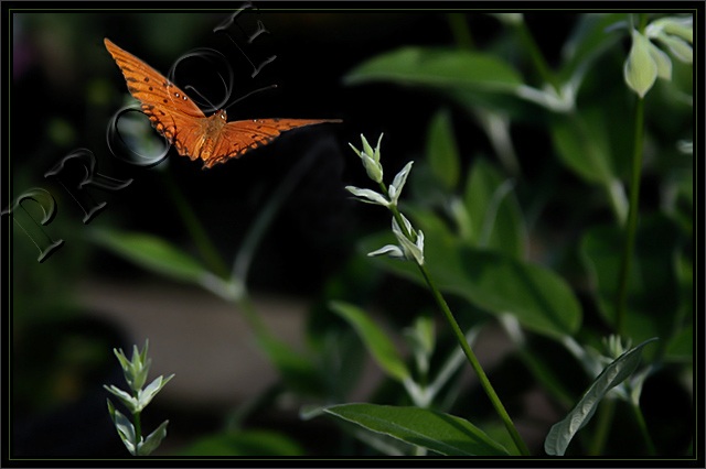Butterfly3
