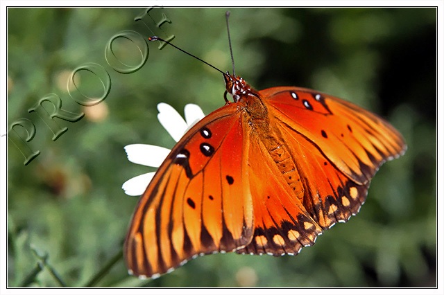 Butterfly2