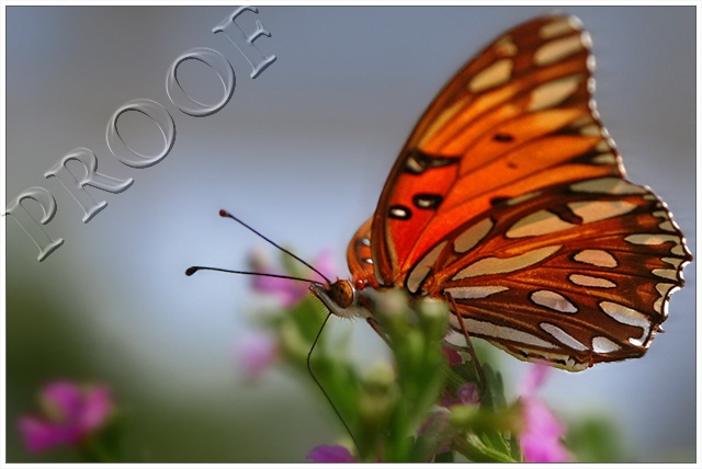Butterfly1