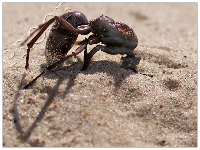 Victim of the Desert