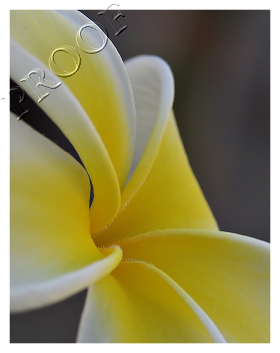 Plumeria