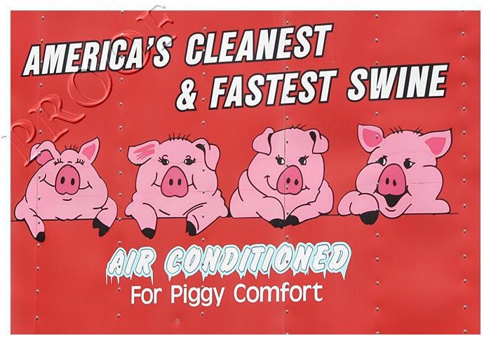 Piggy Comfort