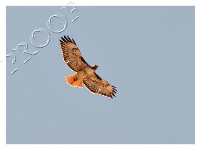 Red-Tailed Hawk