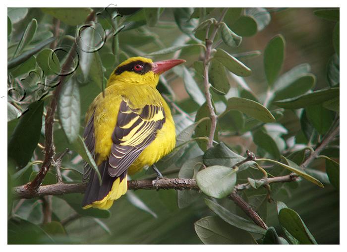 It's Yellow
