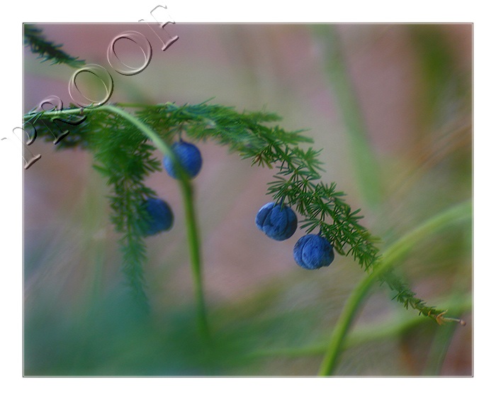 Berries