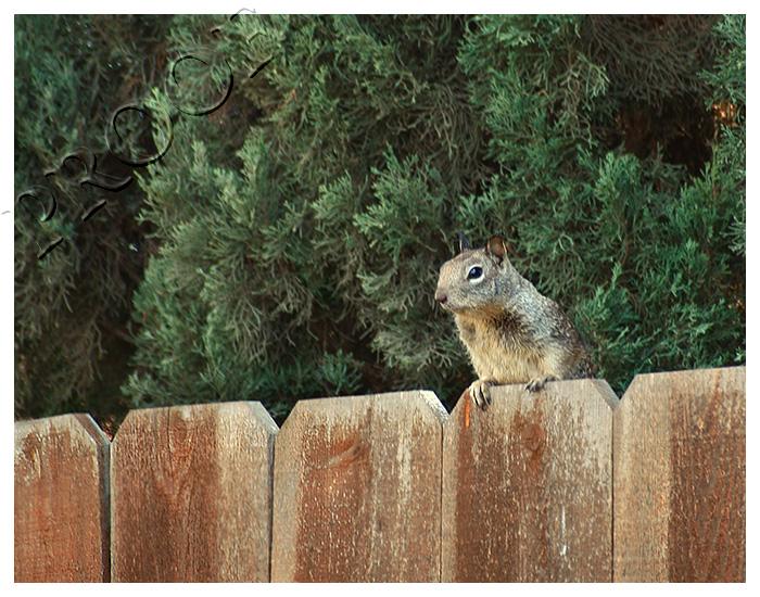 Someone say nuts?