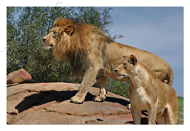 The Big Cats