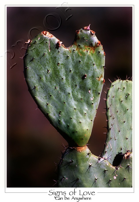 Cactus Heart