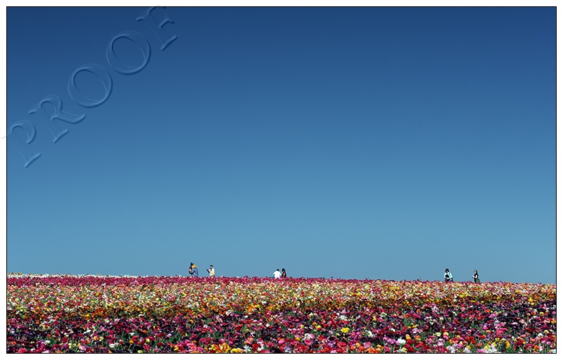 Got Flowers?