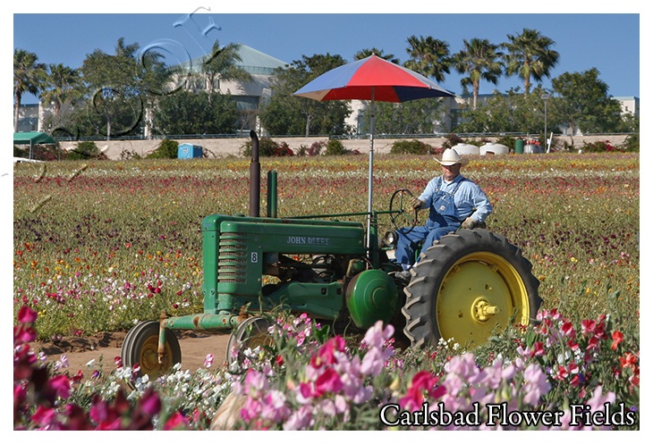 Carlsbad Flower Fields