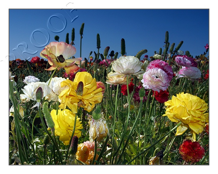 Spring!