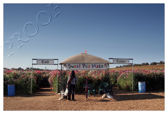 Sweet Pea Maze