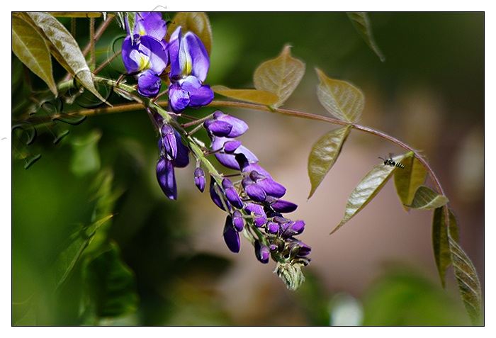 Wisteria & Company