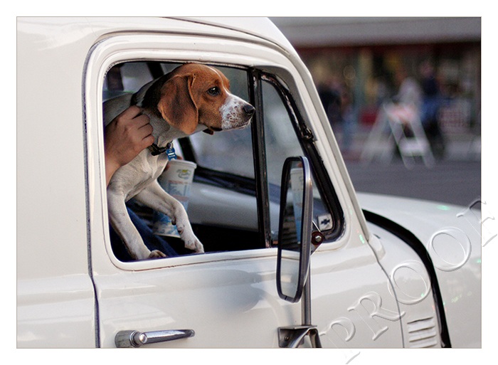 How much is that Doggie in the Window...