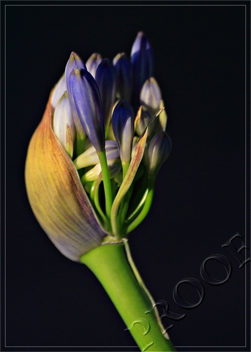 Lily of the Nile Buds