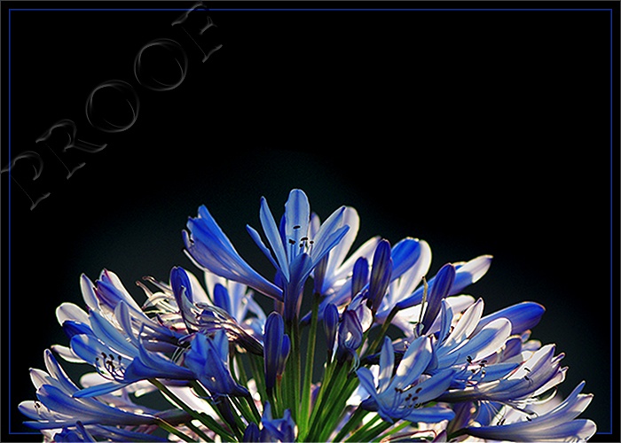 Picadilly or Pic ½ a Lily