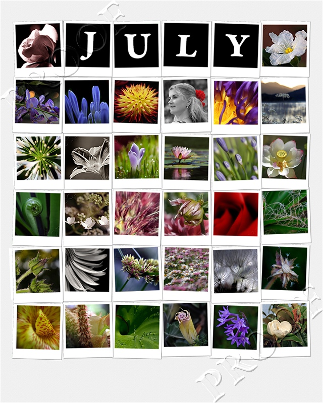 July Polaroid Collage