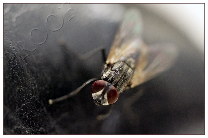 Buzzz